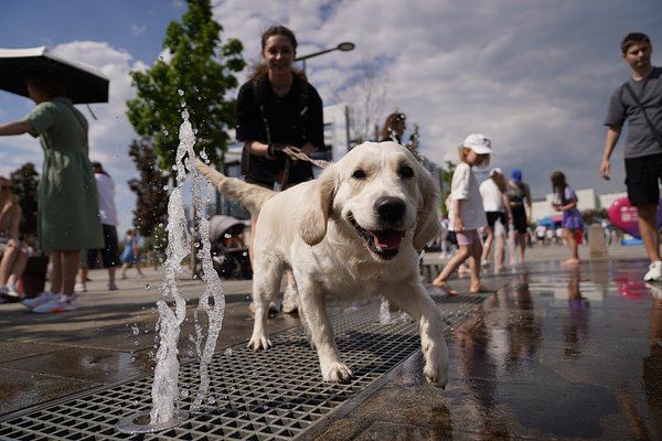 У счастья четыре лапки. В Москве прошел фестиваль, объединивший любителей животных